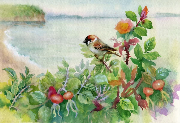 Watercolor sparrow on dog-rose — Stock Photo, Image