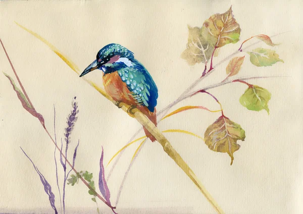 Common Kingfisher bird — Stock Photo, Image