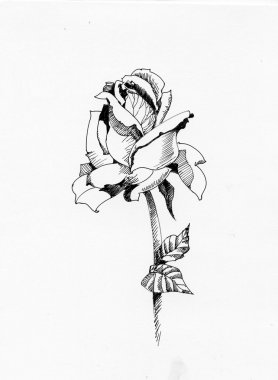 handdrawn kroki tarzı gül