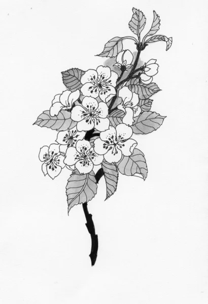 Floração ramo de cereja em aquarela — Fotografia de Stock