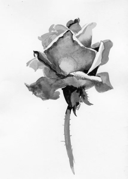 Мальована троянда в ескізі — стокове фото