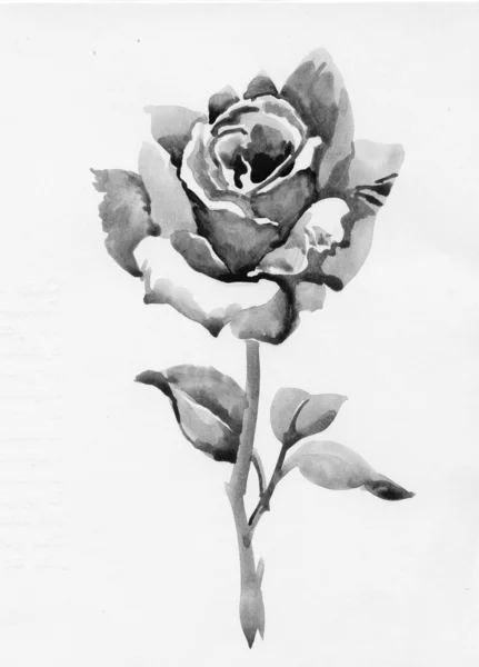 Handdrawn rose in sketch-style — Stock Photo, Image