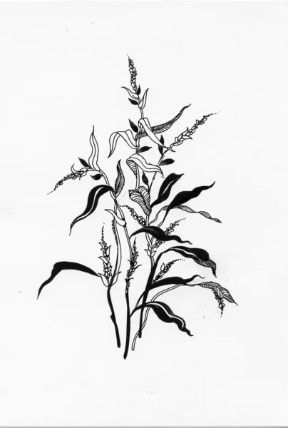 Мальована трава в ескізному стилі — стокове фото