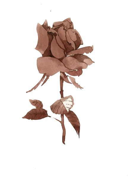 Handdrawn rose in sketch-style Stock Picture