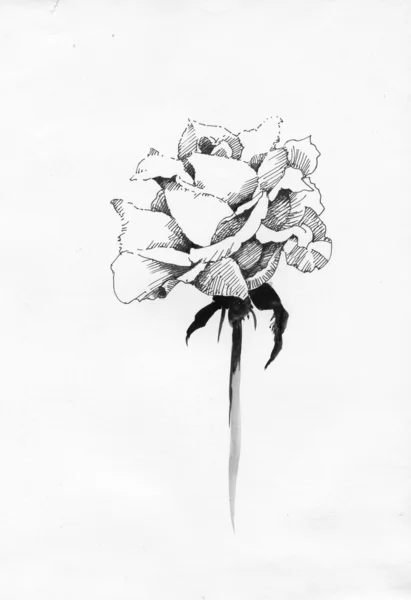 Handdrawn rose in sketch-style Royalty Free Stock Images