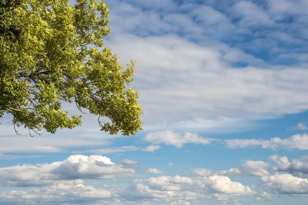 Tree with clouds — Stock Photo, Image