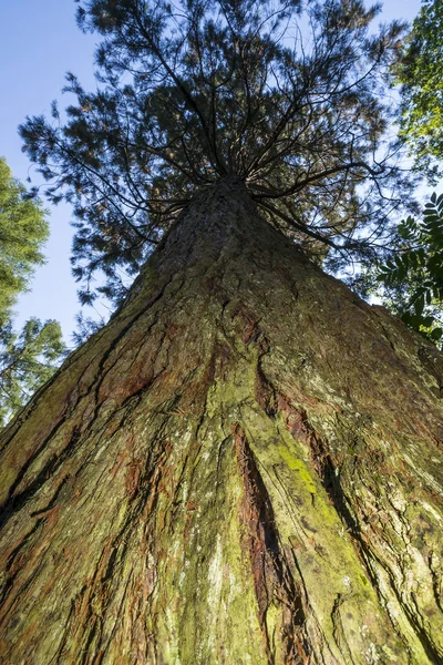 Sequoia nella foresta bavarese Germania — Foto Stock