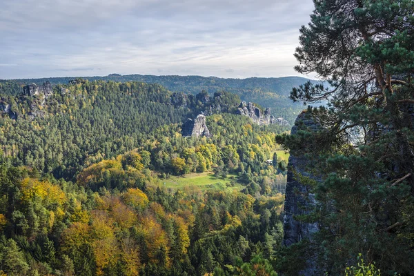 Bosque en Suiza sajona — Foto de Stock