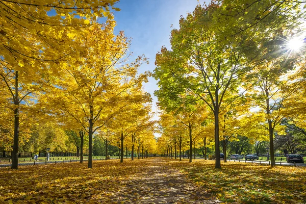 Park w Dreźnie — Zdjęcie stockowe