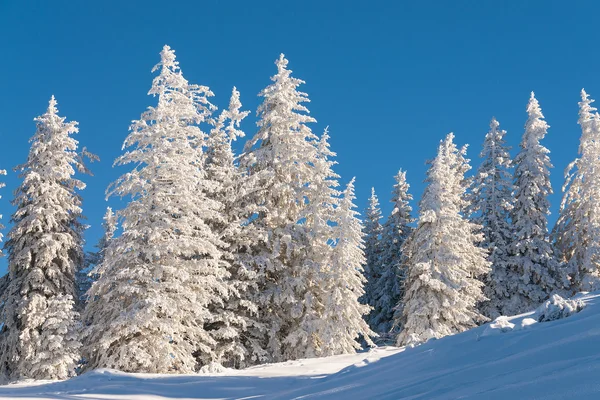 Pine trees in snow with blue sky — Stock Photo, Image