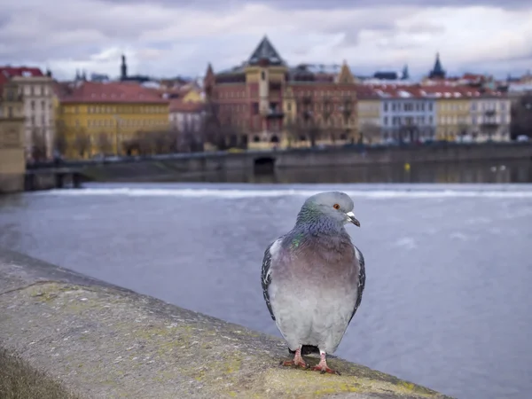 Piccione sul Ponte Carlo — Foto Stock