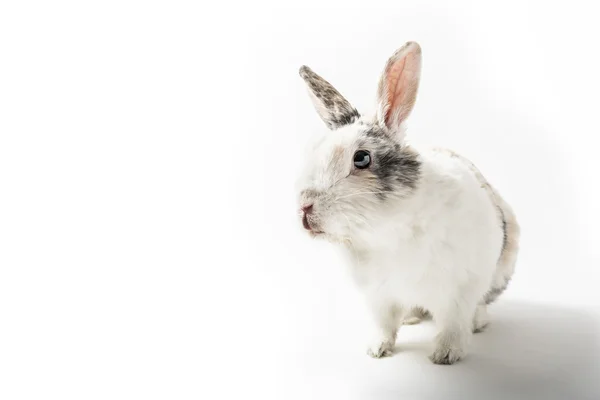 Rabbit on white background — Stock Photo, Image