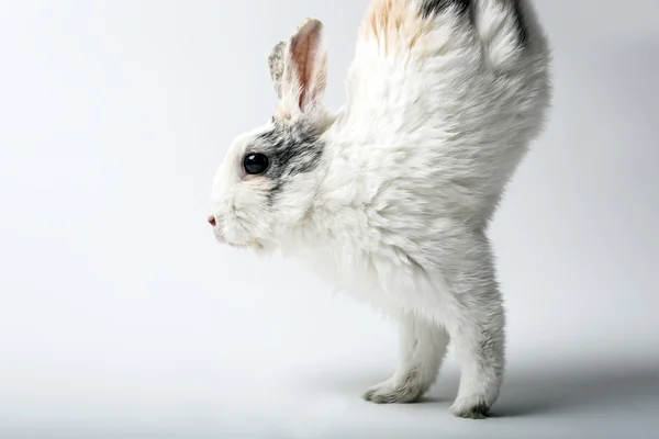 Rabbit runs on two front paws — Stock Photo, Image