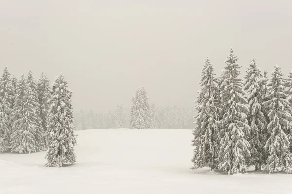 Bäume mit Schnee — Stockfoto