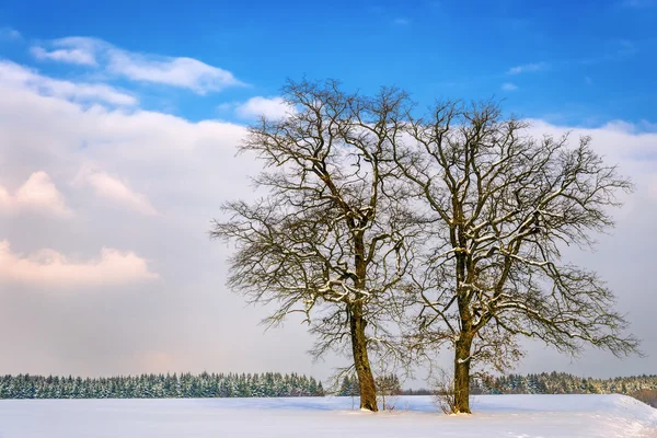 Two trees in winter landscape — Stock Photo, Image