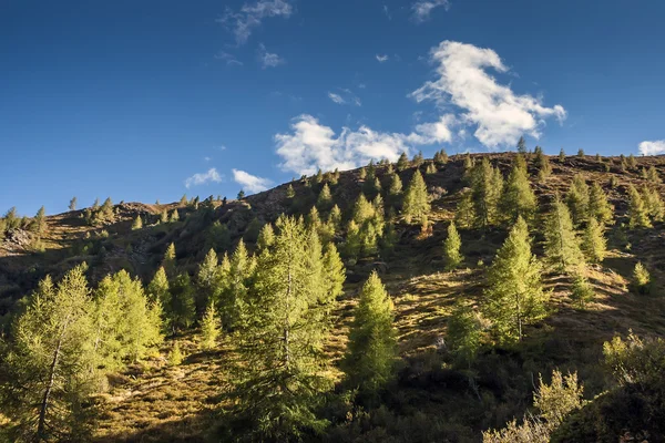 Hill se stromy v Jižním Tyrolsku — Stock fotografie