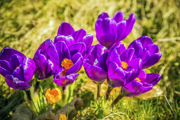 Closeup crocus flowers — Stock Photo, Image