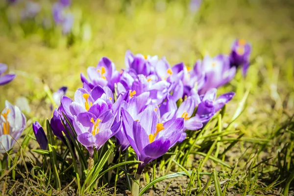 Crocus flowers — Stock Photo, Image