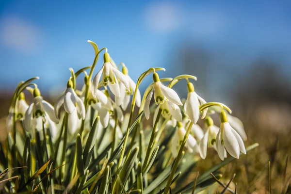 Primo piano dei bucaneve in una giornata di sole — Foto Stock