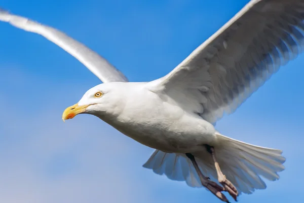 Seagul with blue sky — Stock Photo, Image