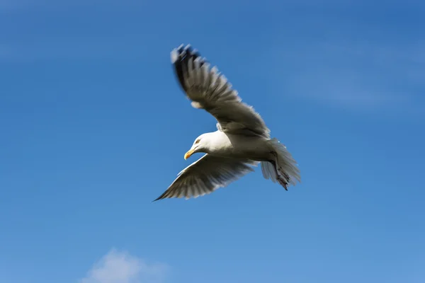 Gabbiano in volo — Foto Stock