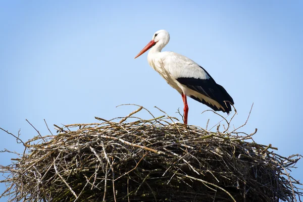 Stork stående i boet — Stockfoto