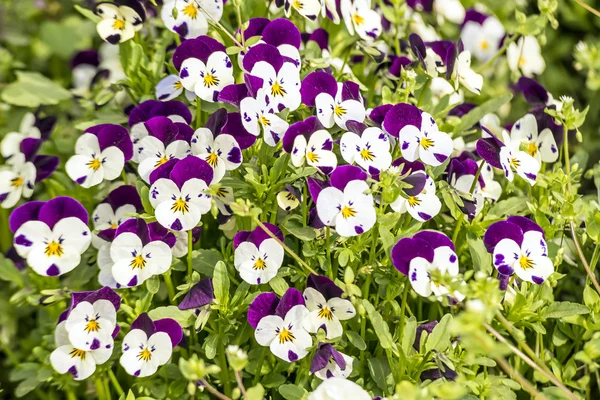 Fiori di ansy in giardino — Foto Stock