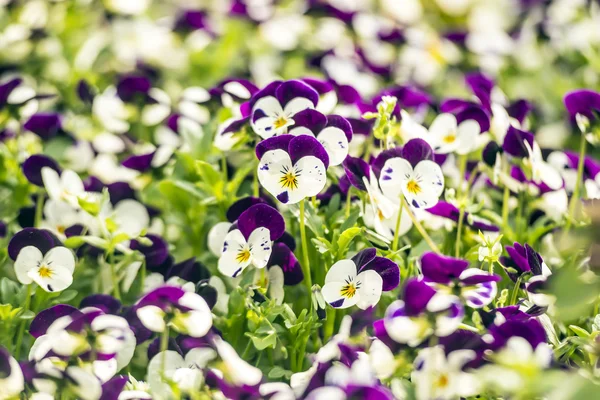 Beautiful pansy flowers in garden — Stock Photo, Image