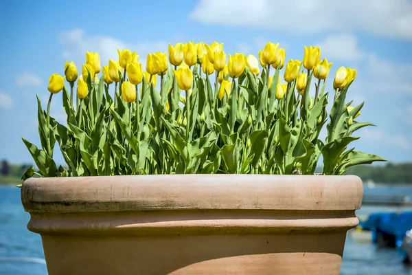 Tontopf mit Blumen im Chiemgau — Stockfoto