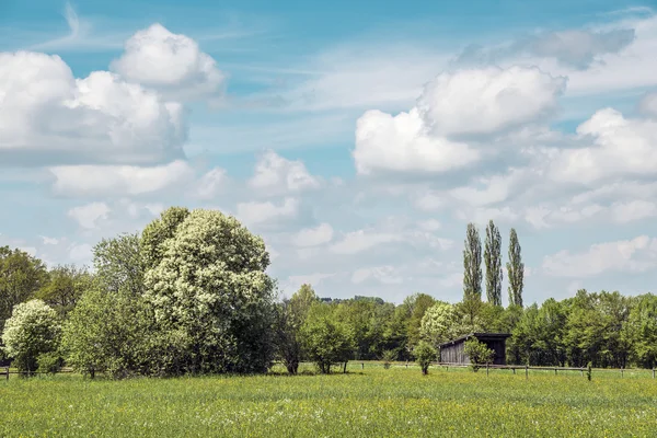 青い空と牧草地 — ストック写真