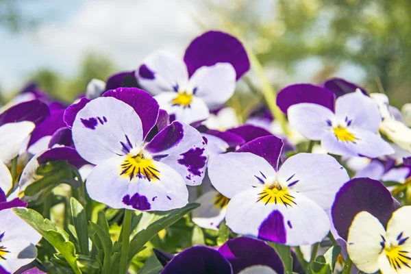 Viola altaica — Foto Stock