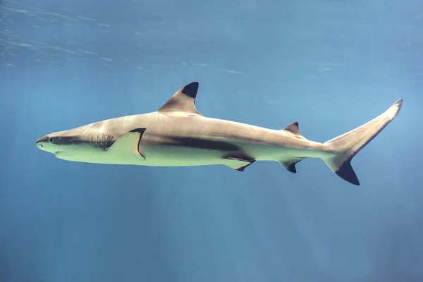 Tiburón flotante — Foto de Stock