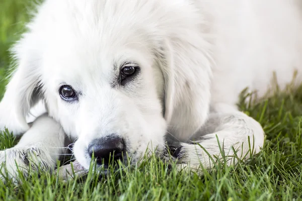 Fechar jovens Golden Retriever — Fotografia de Stock