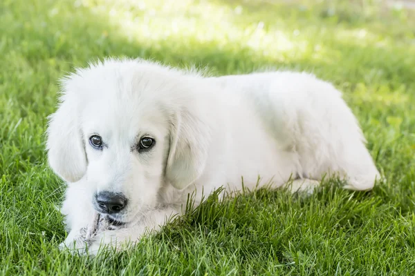 Amar a los jóvenes Golden Retriever — Foto de Stock