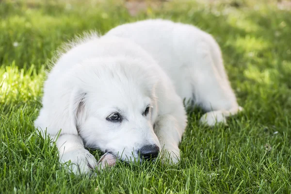 Leżący młody złoty pies myśliwski — Zdjęcie stockowe