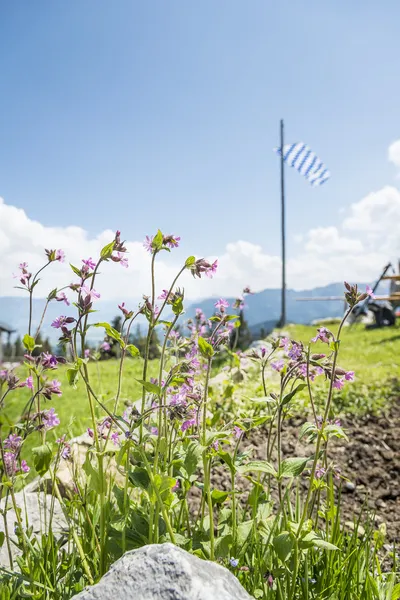 Blommor i Alperna — Stockfoto