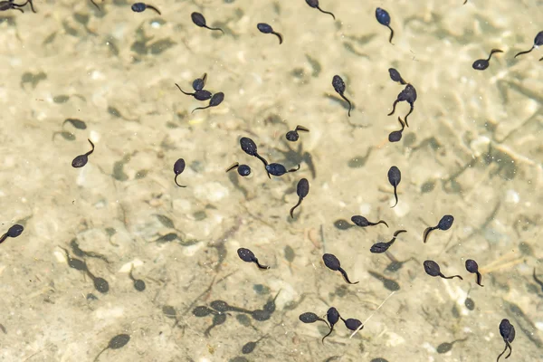 Tadpoles in a lake — Stock Photo, Image