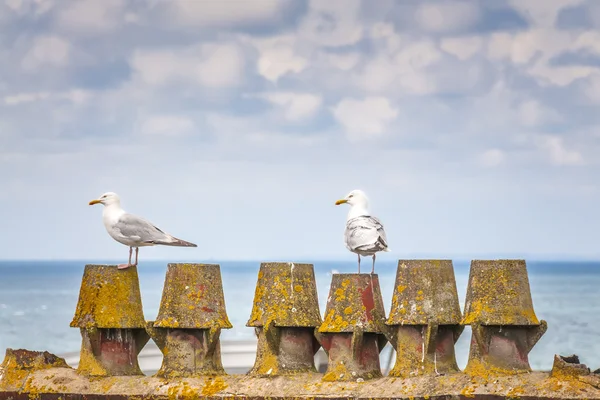 Two seagulls on the pier — Stock Photo, Image