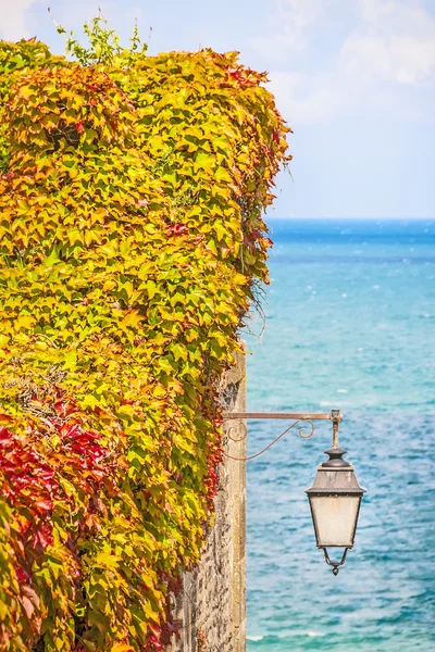 Листья диких лоз на стене с лампой — стоковое фото
