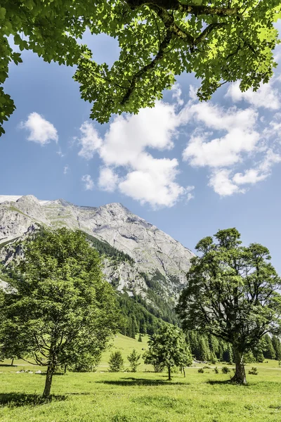 树木和阳光在奥地利阿尔卑斯山 hinterriss — 图库照片