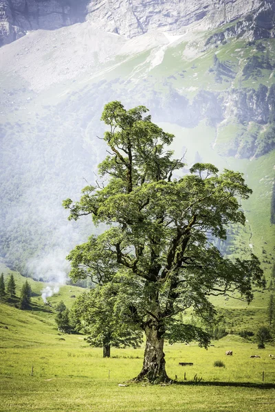 Tree with smoke in alps — Stock Photo, Image