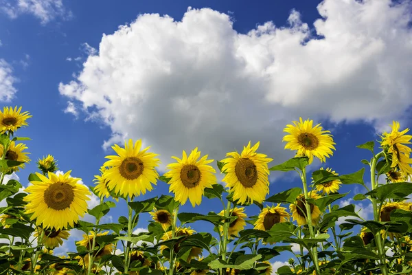 Campo de girasoles en verano —  Fotos de Stock