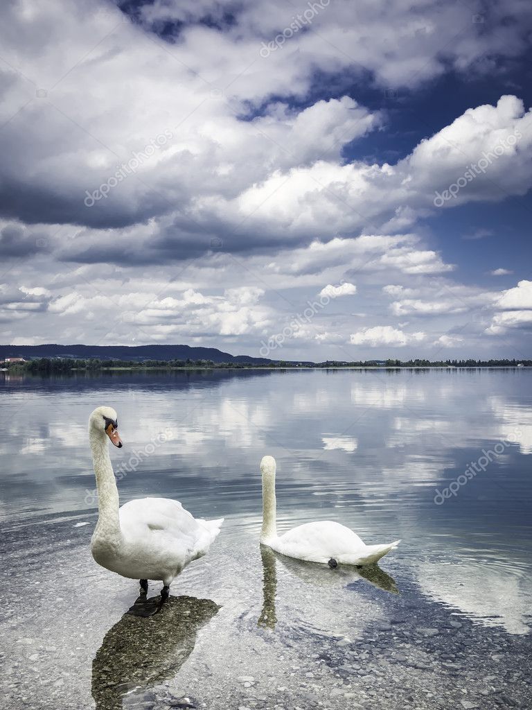 Два Лебедя На Берегу Стоковое Фото ©w20er 29854089