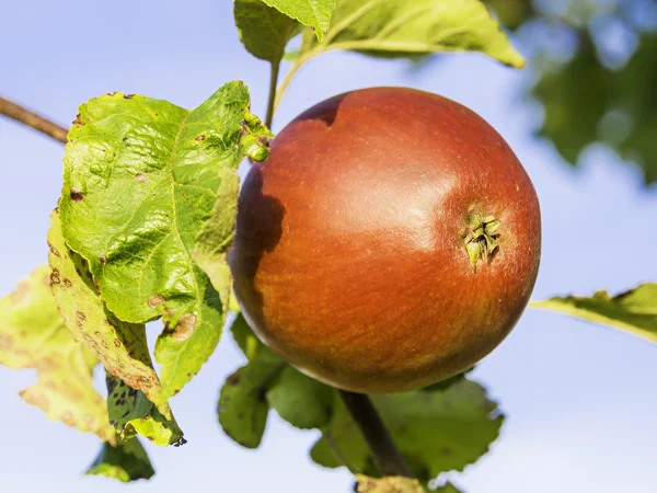 Nahaufnahme Apfel am Baum — Stockfoto