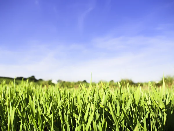 Grama verde e céu azul — Fotografia de Stock