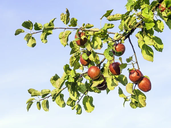 Zralé a červená jablka — Stock fotografie