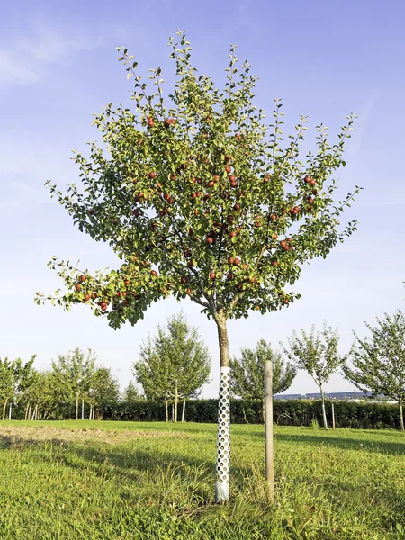 Bild av ett äppelträd — Stockfoto