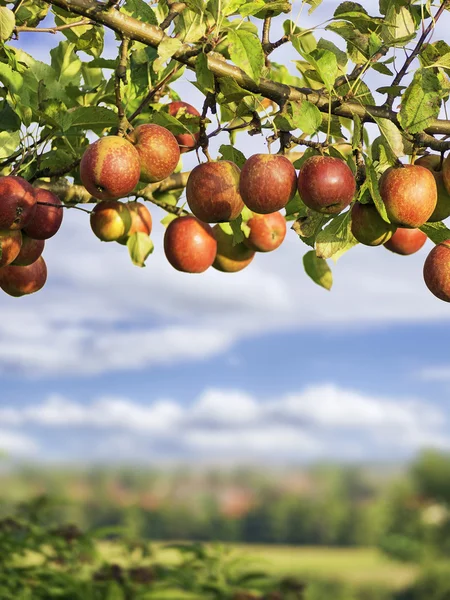 Äpplen på en brunch — Stockfoto