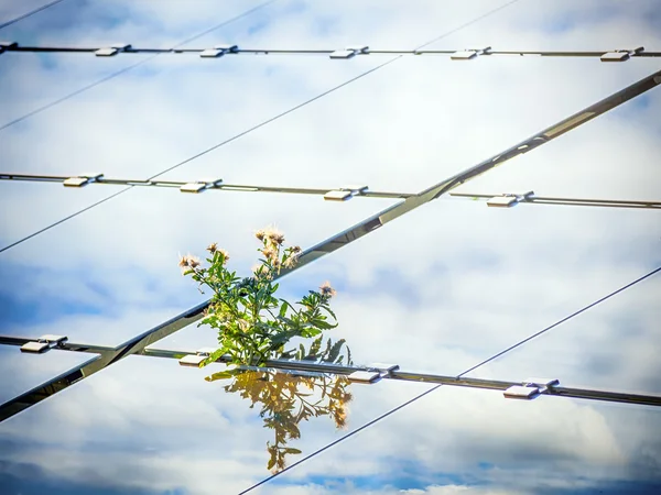 Plant on solar panel — Stock Photo, Image