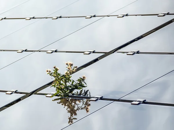 Solar panel met fabriek — Stockfoto